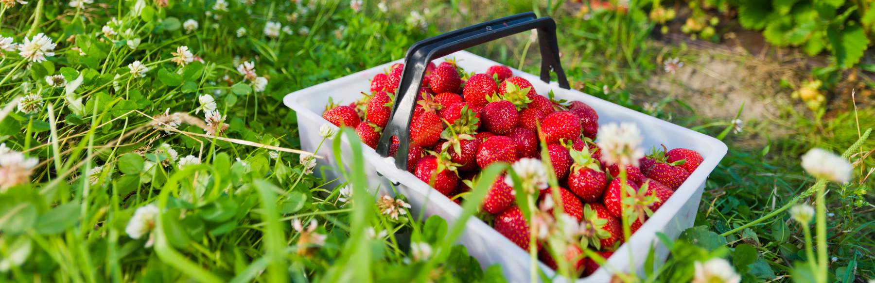 Basket of strawberries in field