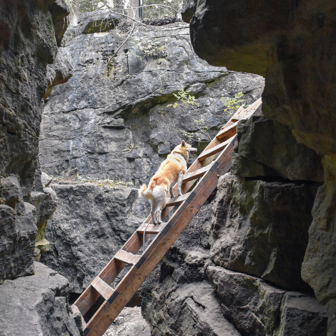 a picture of a dog climbing the ladder at limehouse conservation