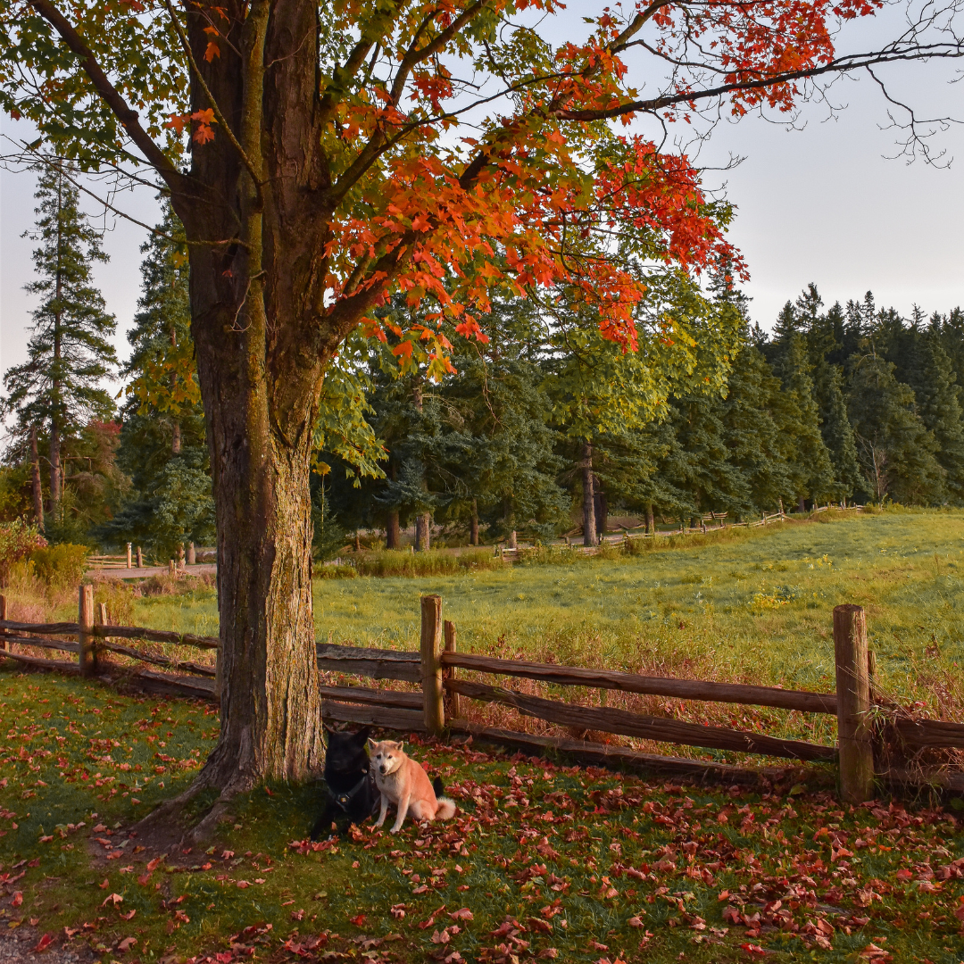 two dogs, one black and one white sitting under a tree that is changing colours