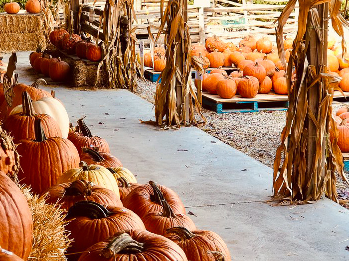 A bunch of pumpkins put out to be bought. On the left hand side there are pumpkins up on a table, in the background of the photo there is a large wood pallet with pumpkins stacked on top of it  