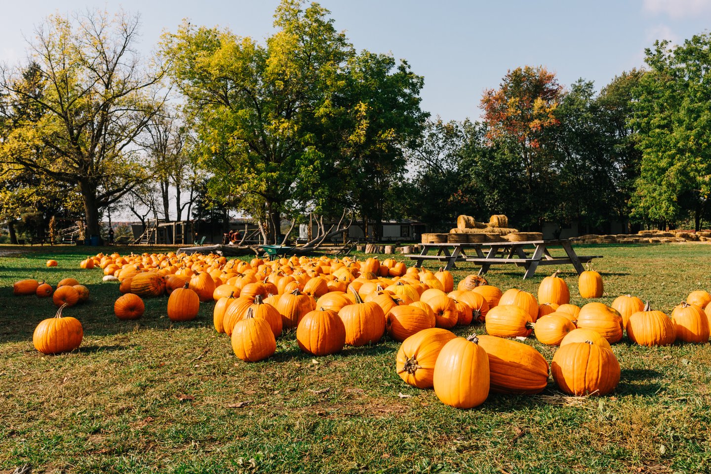 A grassy area full of pumpkins that have been picked