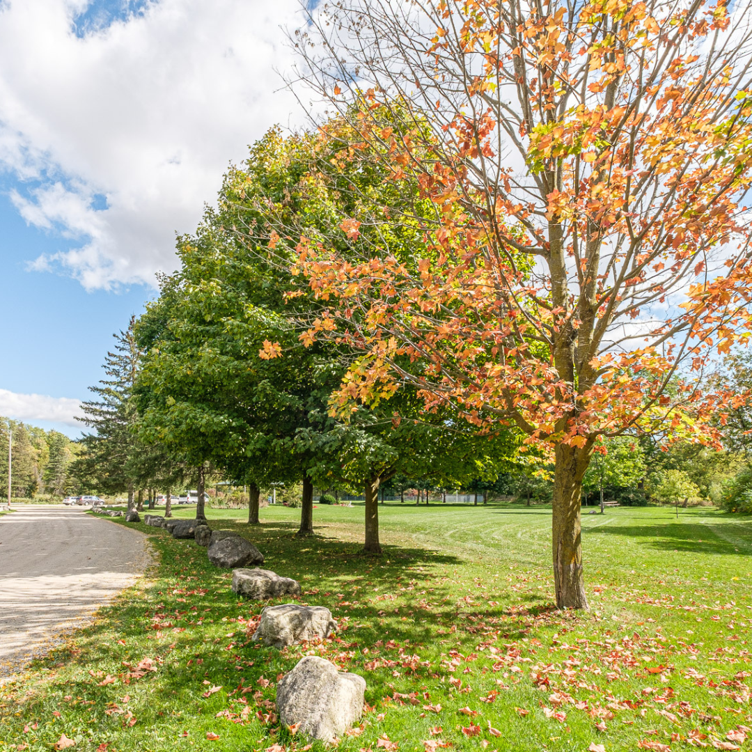 A walkway at a park surrounded by trees