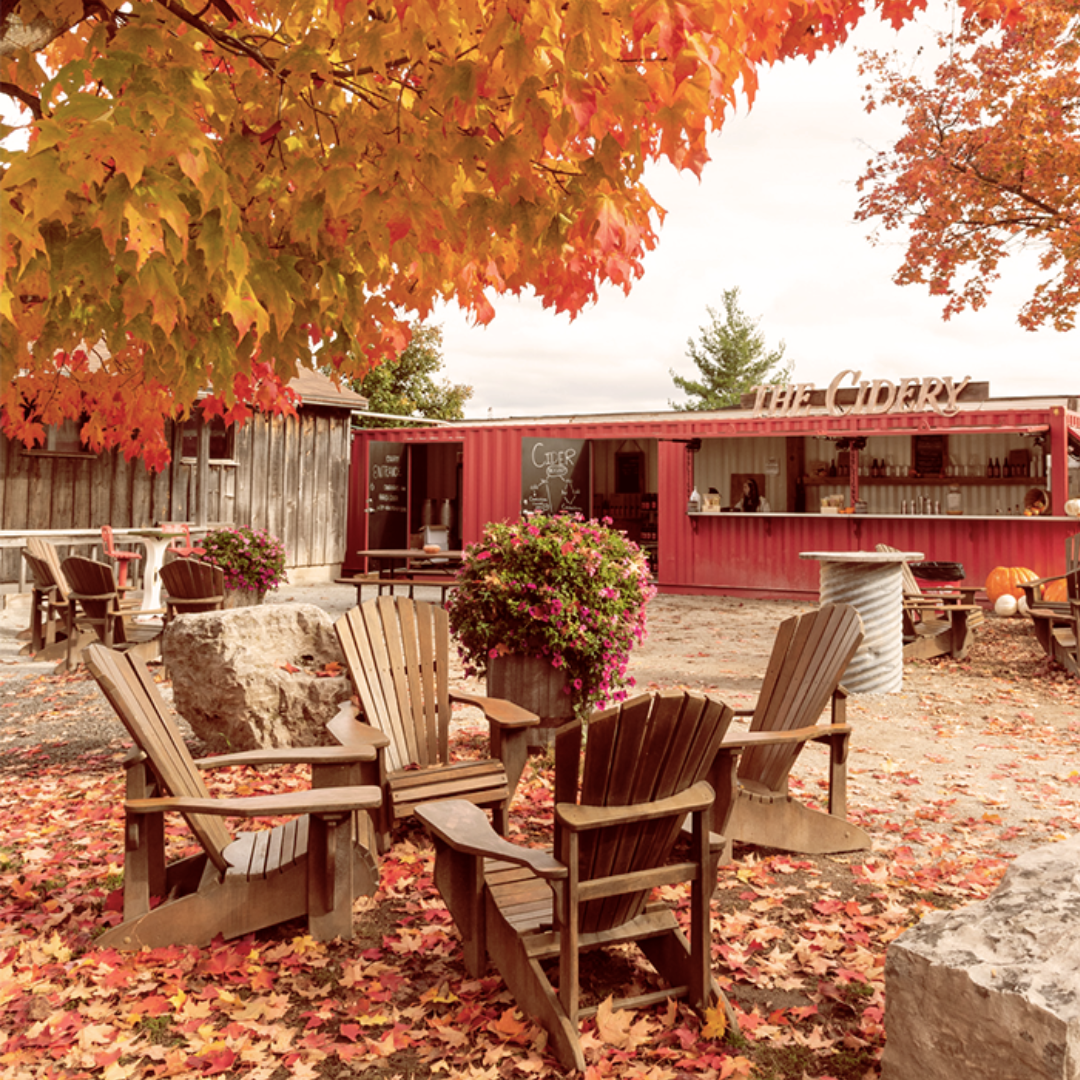 a picture of the seating area outside the cidery at chudleigh's entertainment farm. there is grouping of chairs in 4 arranged around tables and the trees are orange, yellow and red