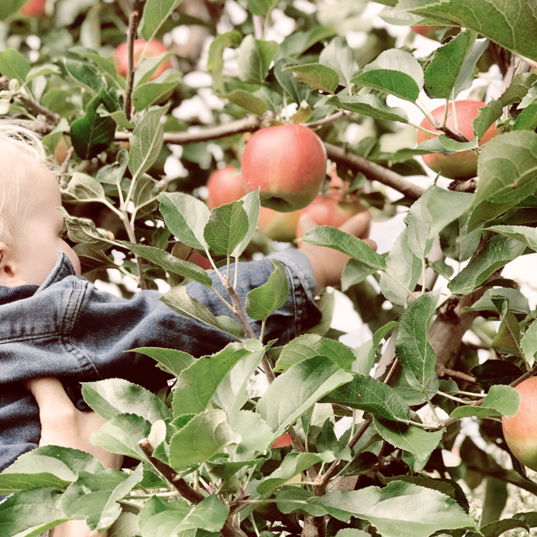 a little boy reaching out to pick an apple in an apple tree