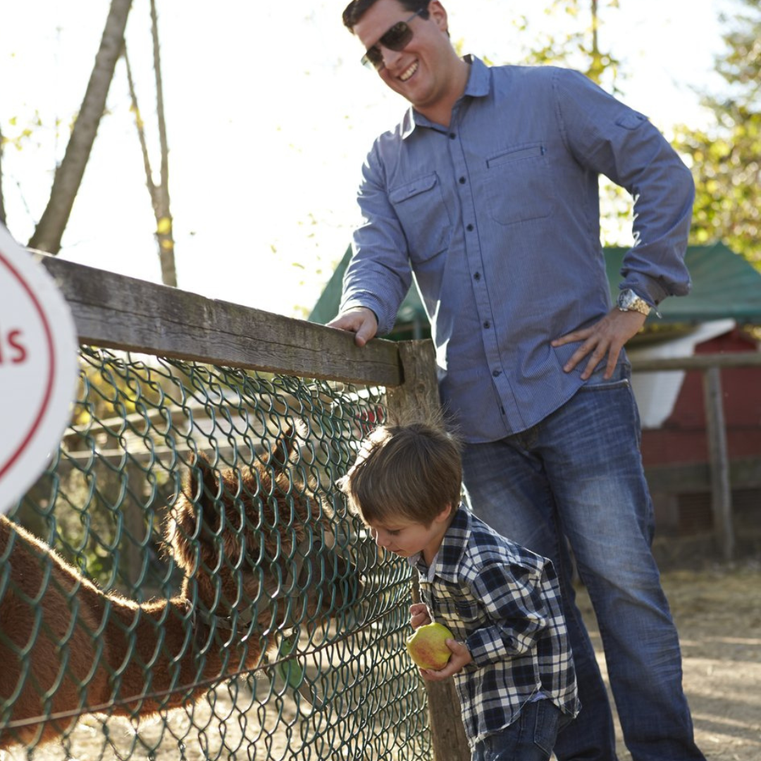 a father and son looking at an alpaca through a fence. the little boy is holding an apple in his hand