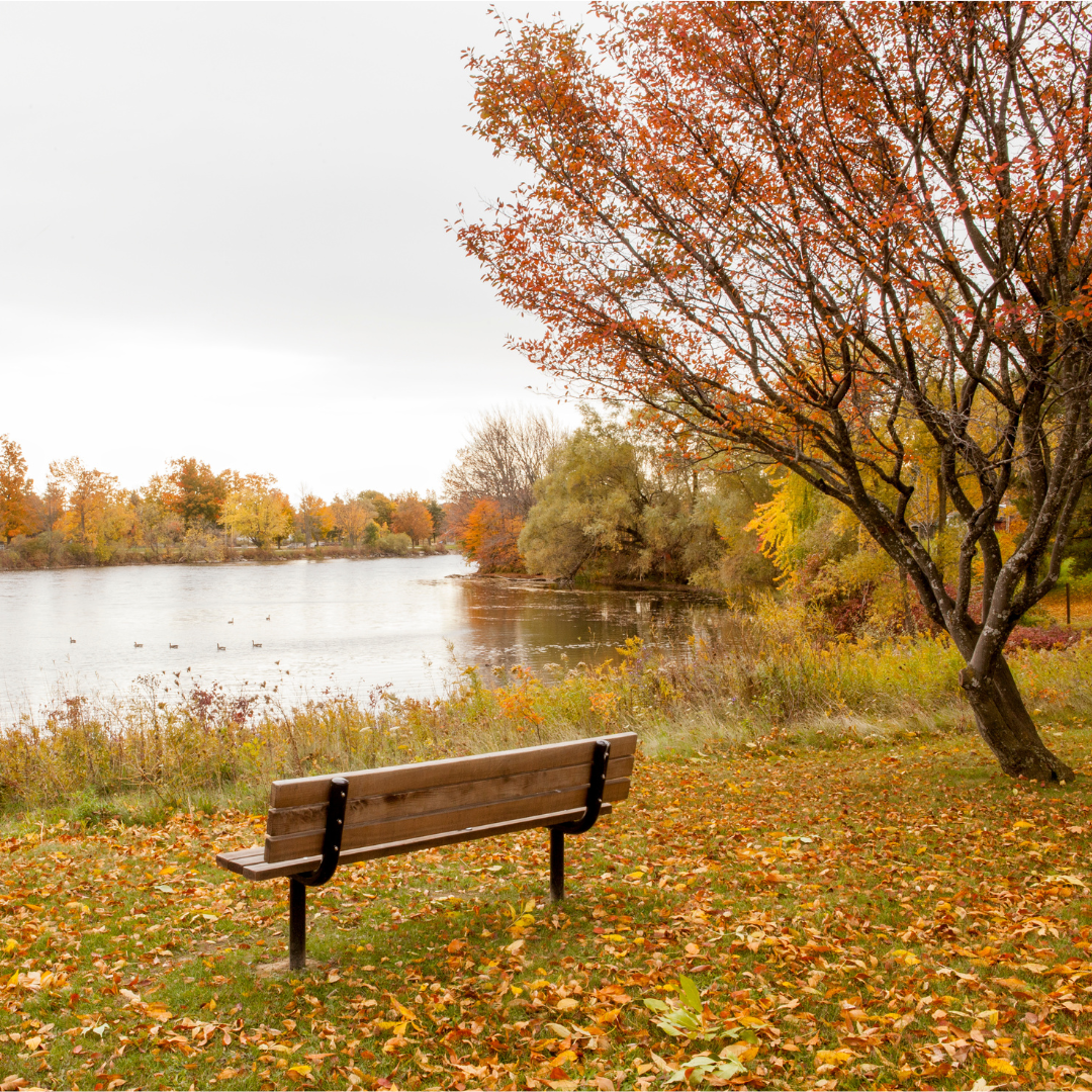 a wooden bench outlook a lake. the trees in the image are all shades of orange and yellow