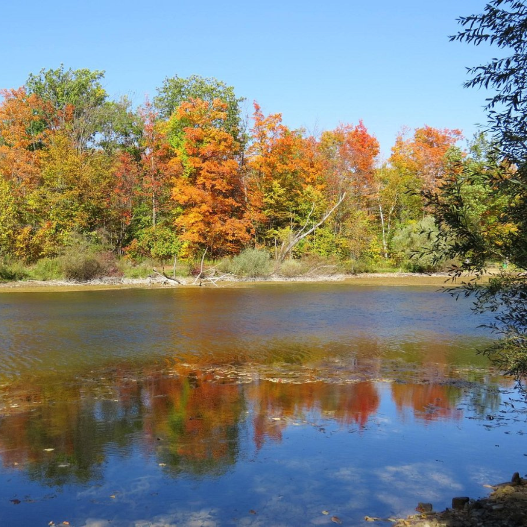 an image of a river with some tress in the background. this photo was taken in the fall so the trees are changing colour