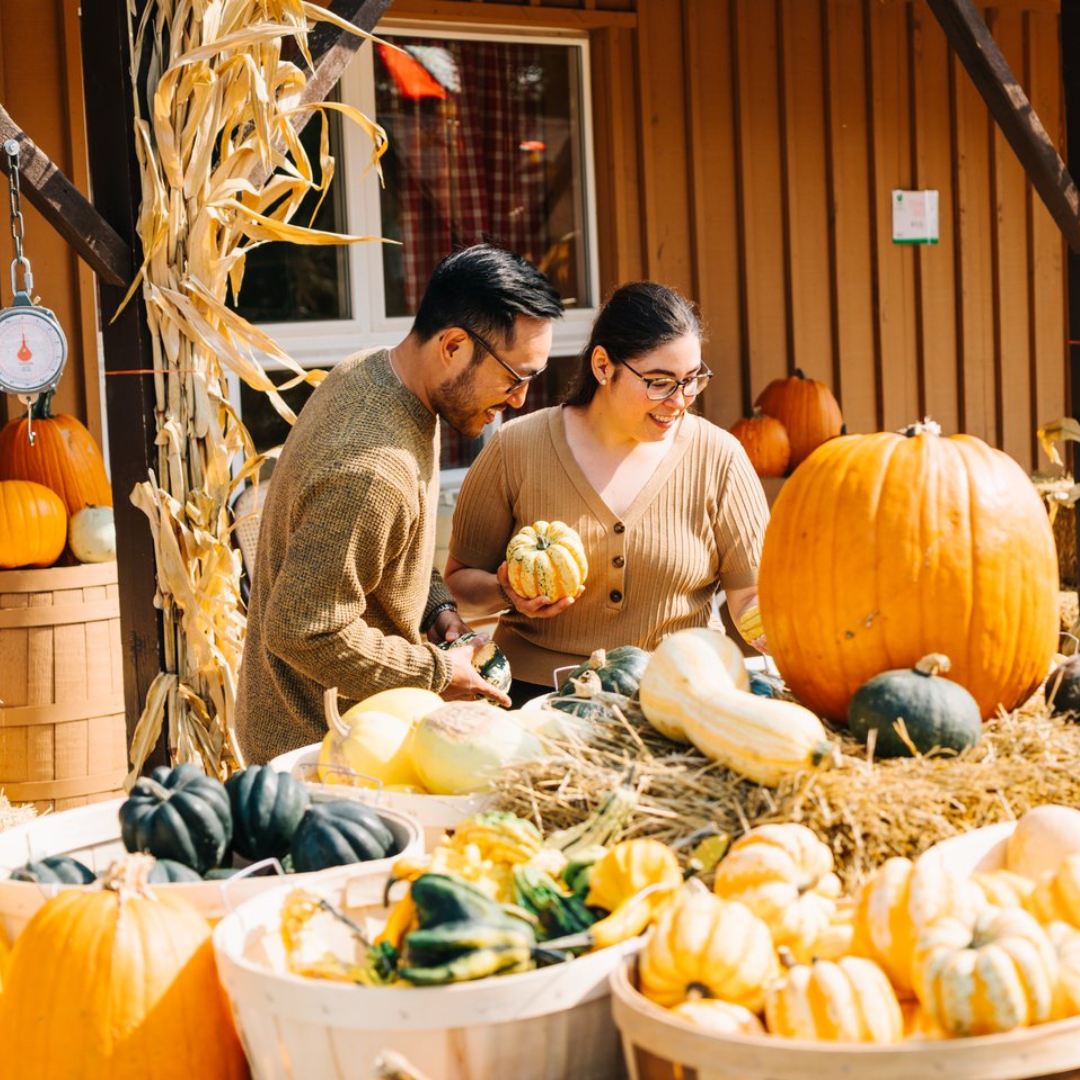 An image of a man and a woman standing behind a table picking out pumpkins & squashes. 