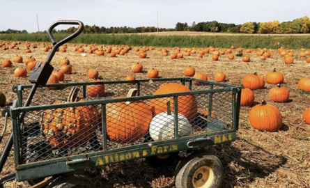 a pumpkin patch with a bunch of pumpkins scattered in the background. in the foreground there is a metal cart that has three orange pumpkins and one white one sitting in it 