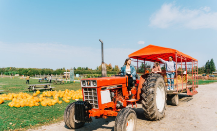 A lady sitting on a red tractor while two other women sit on the wagon the tractor is pulling. Behind the tractor is a patch of orange pumpkins