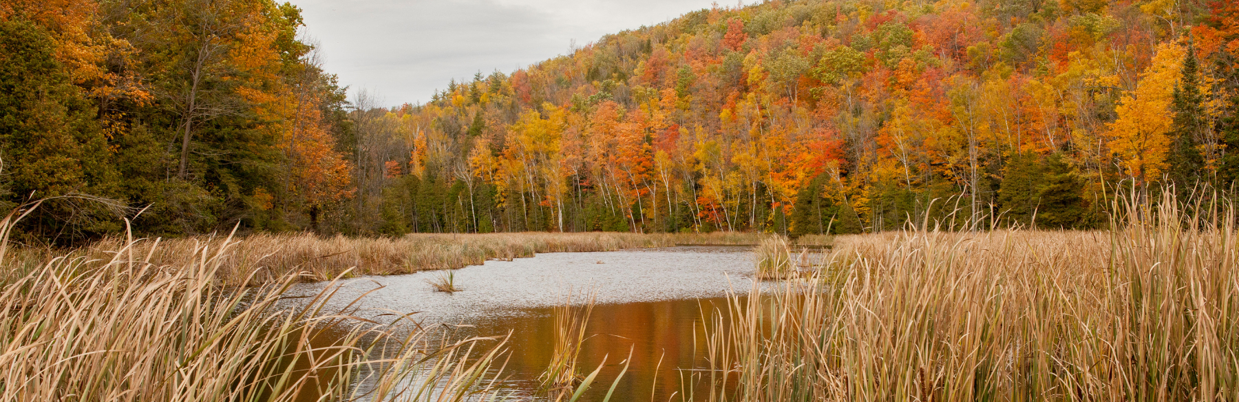 An image of a river with fall grass at Silvercreek Conservation Area. It is fall so all the trees are shades of yellow, orange and red. 