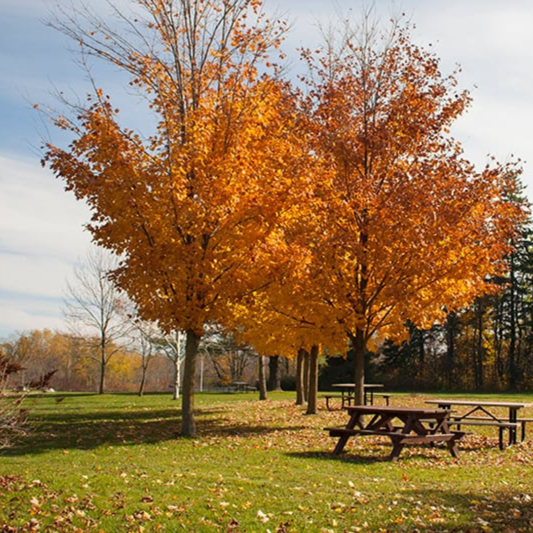 Rest stop at lime house conservation area. With picnic tables and the trees are changing colour from green into orange