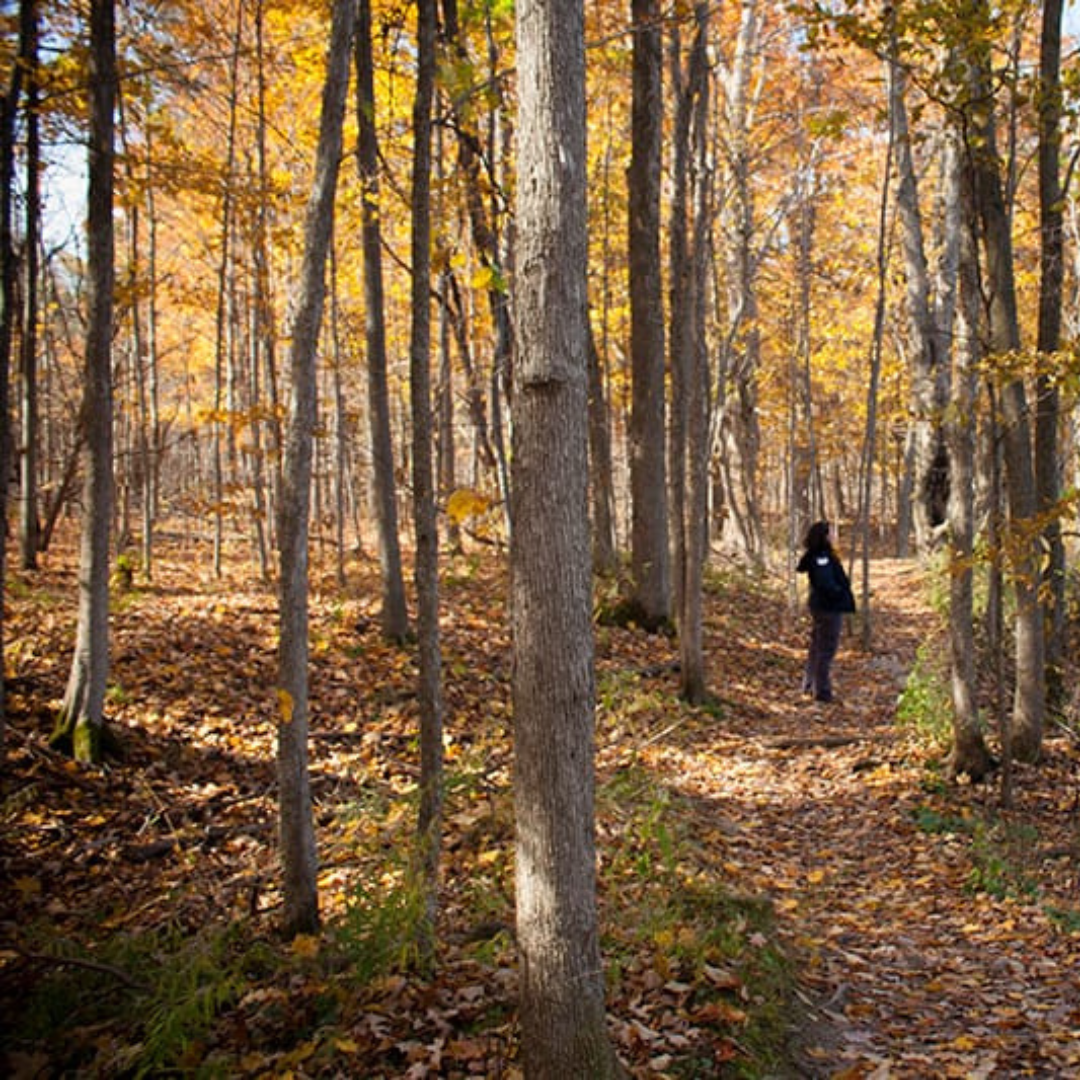 a trail at limehouse conservation area. there is a woman wearing all black standing on the trail. All the trees leaves are changing colour and there are leaves all over the forest floor 