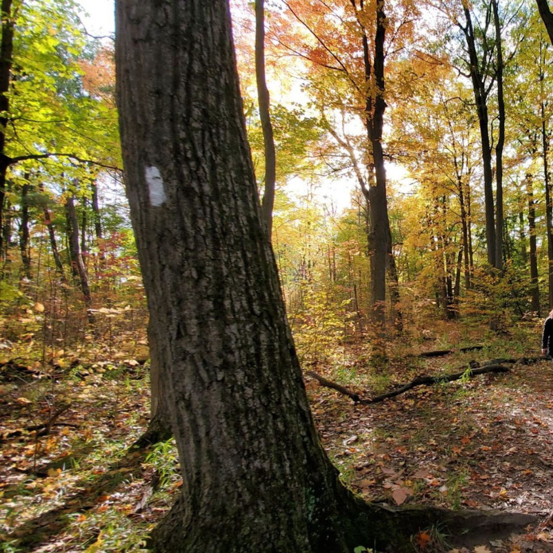 An image of the trees changing colour at limehouse conservation Area