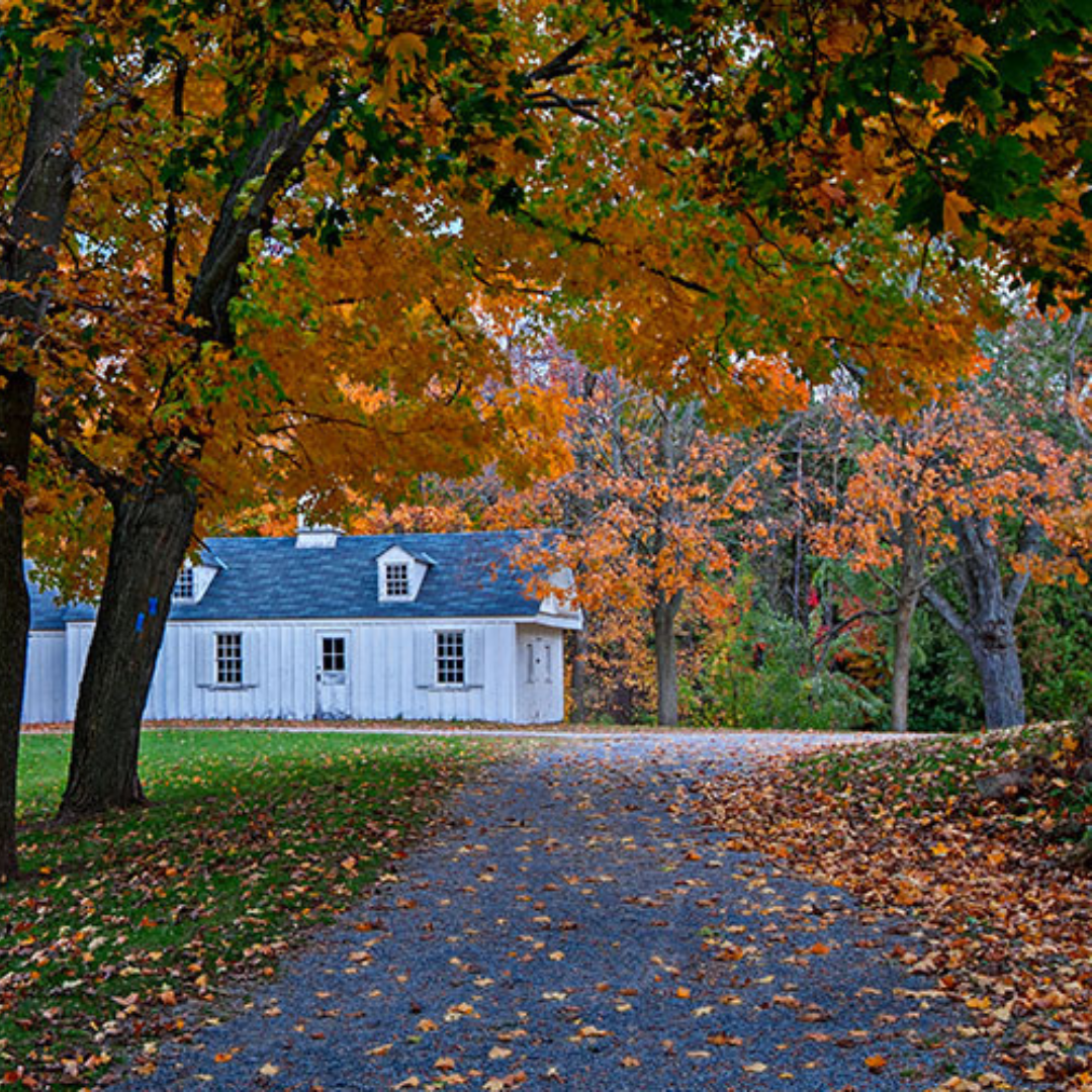 An image of a walking path with trees on either side of it. In the background there is a white house with a grey roof