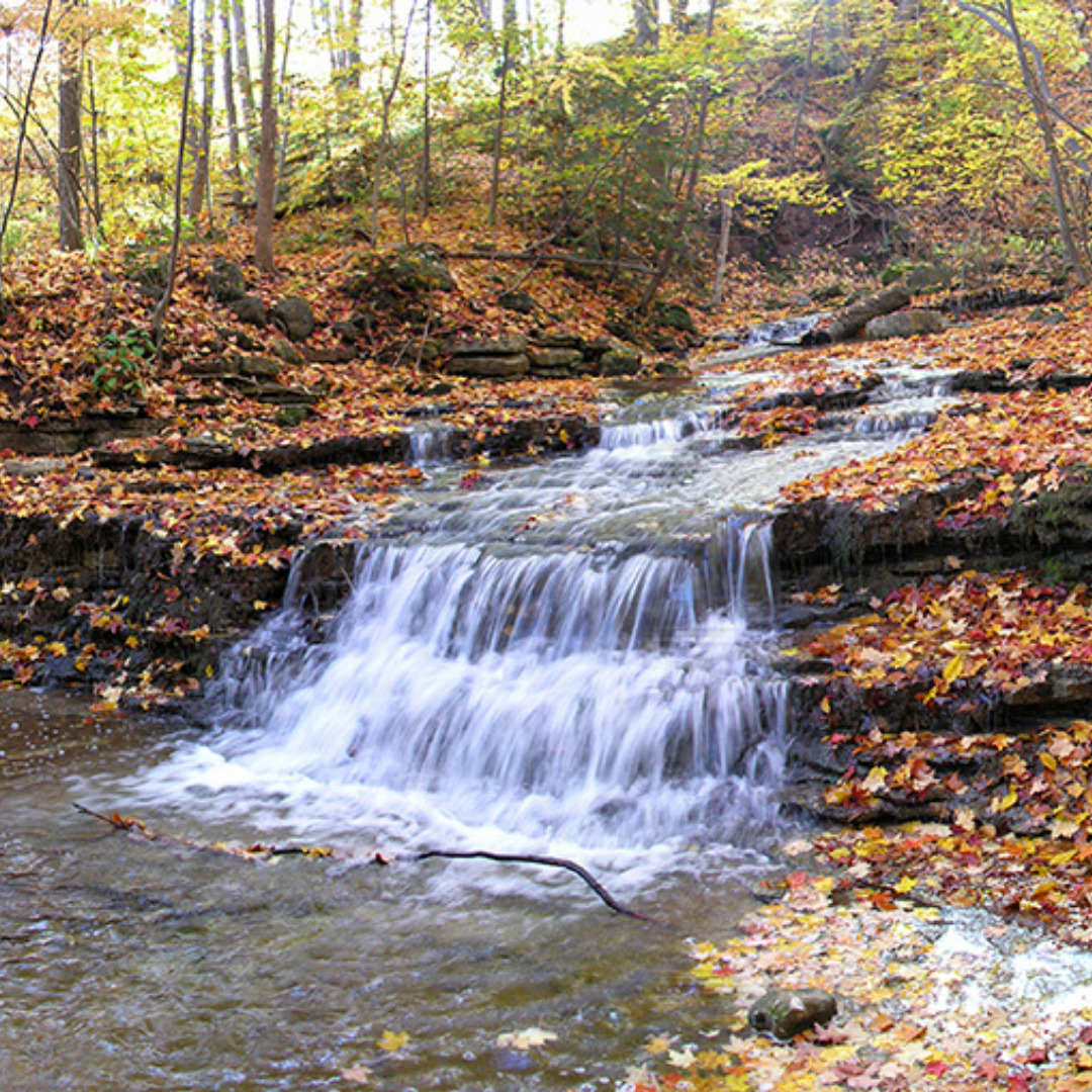 An image of a little water fall running through a conservation area in the fall time. There are orange, yellow and red leaves all over the ground