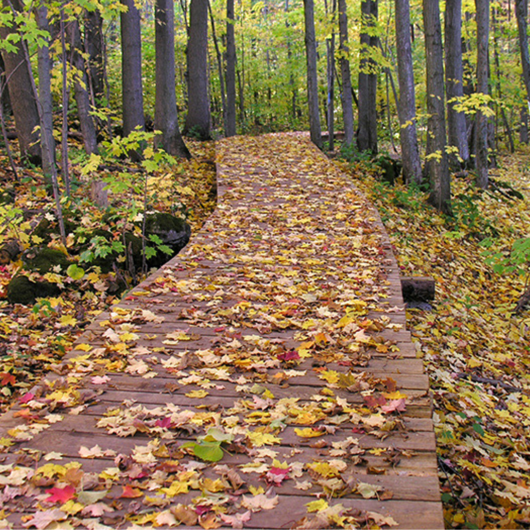 A walkway at a park surrounded by trees