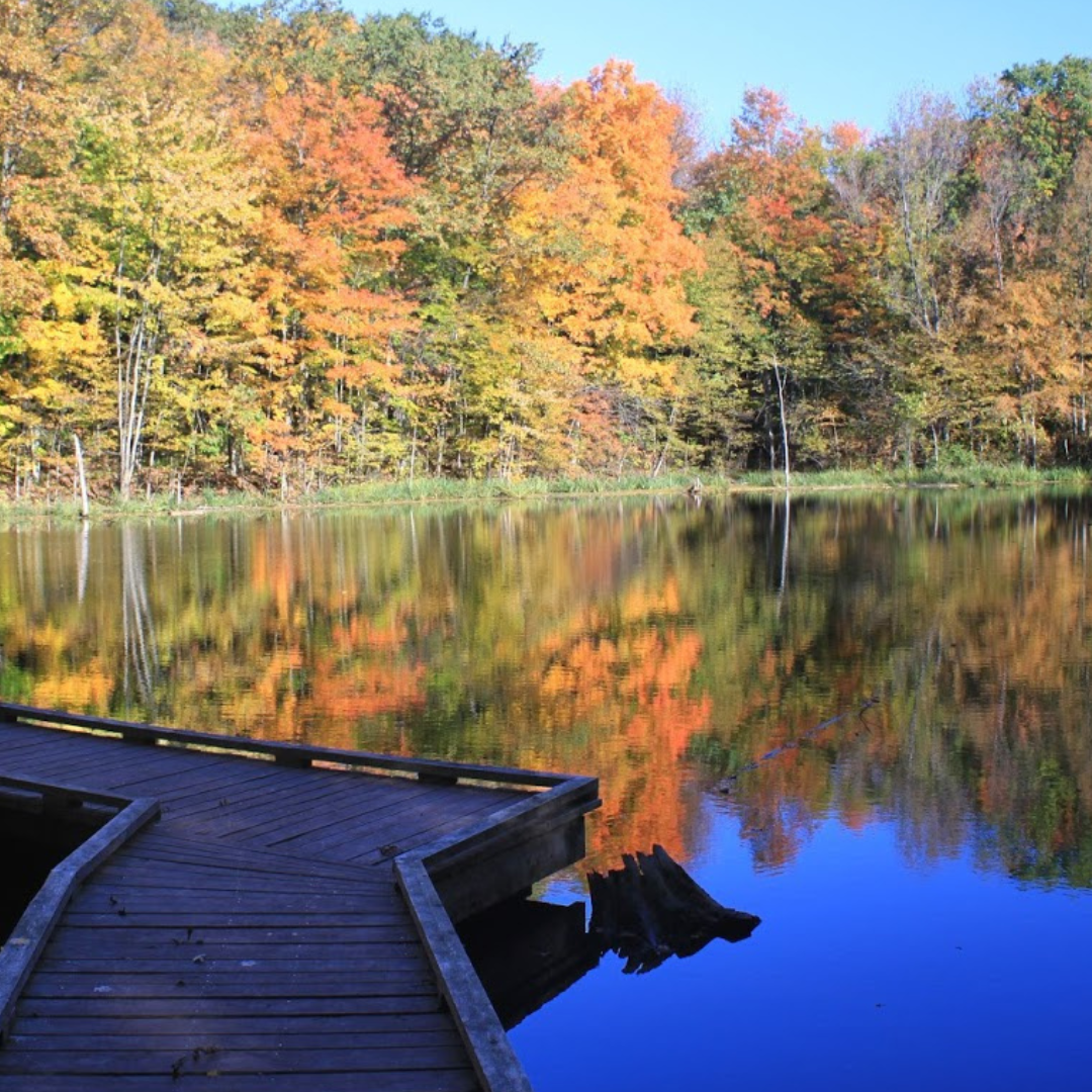 An image of a body of water at Silvercreek Conservation Area. The trees in the background are changing from green into shades of yellow, orange and red