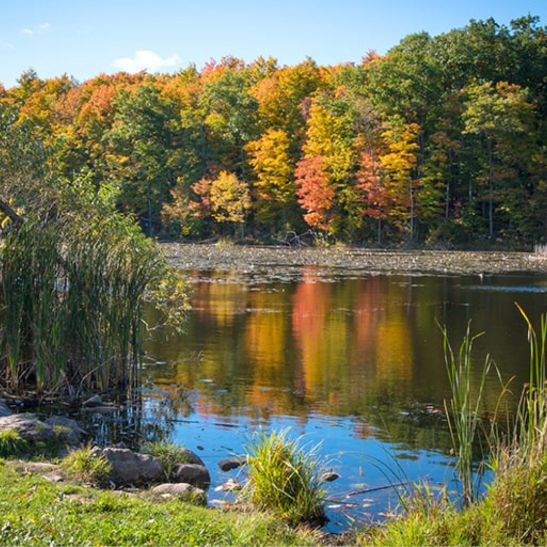 An image of wolf lake at Terra Cotta Conservation Area. The trees in the background of the photo are turning red, orange and yellow