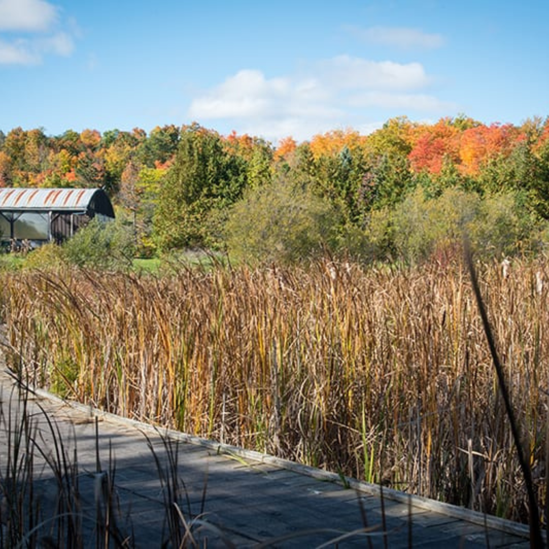 An image of one of the boardwalks at Terra Cotta Conservation Area. There is tall grasses surrounding the boardwalk and in the background the trees are changing from their green colours to their fall colours