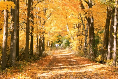 An image of Hungry Hallow Trail in the fall. The trees in the photo are changing colours into yellows and oranges 